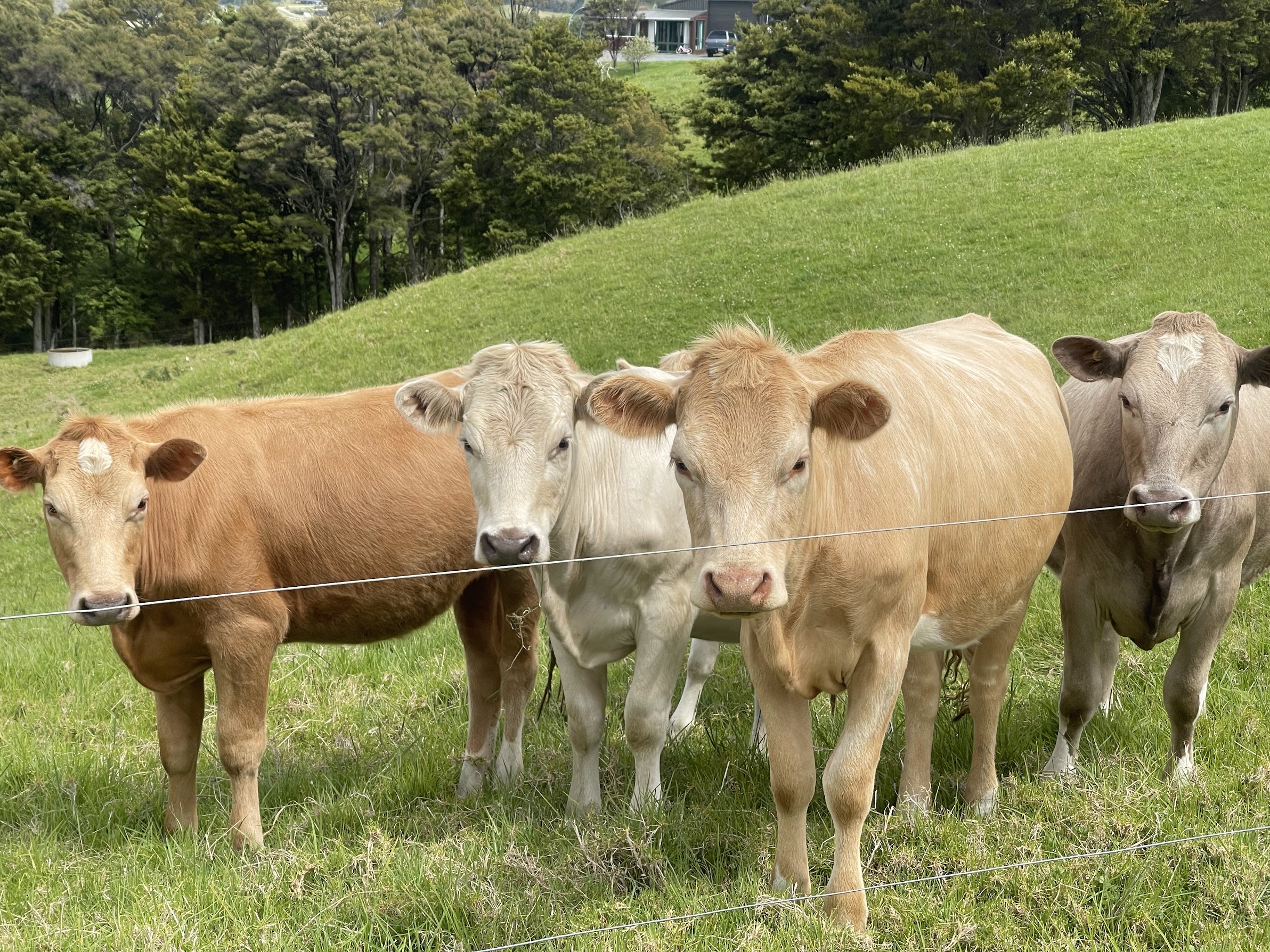 A red calf looking at the camera