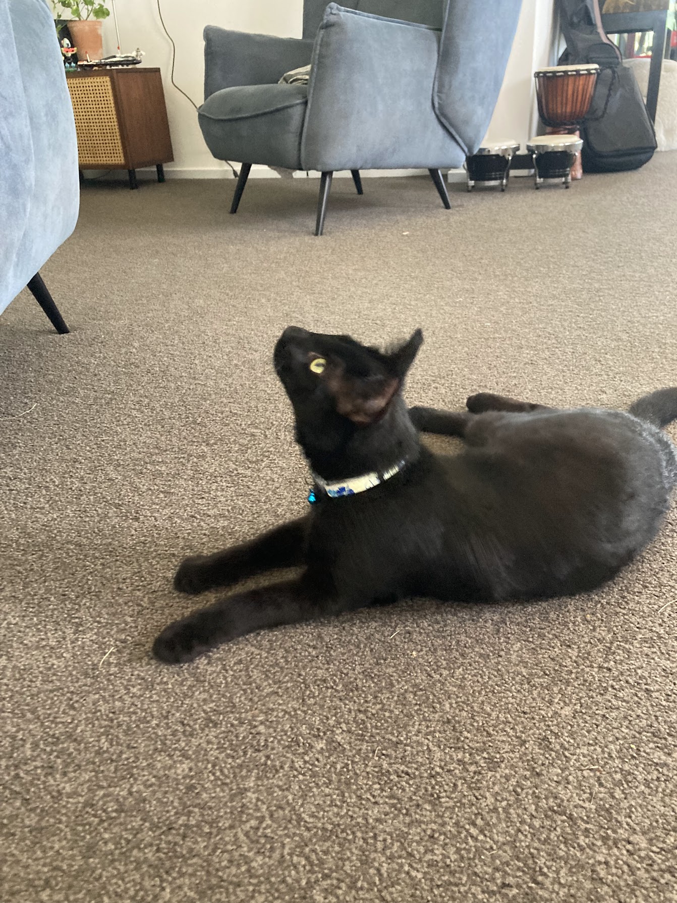 A black cat lying on the floor