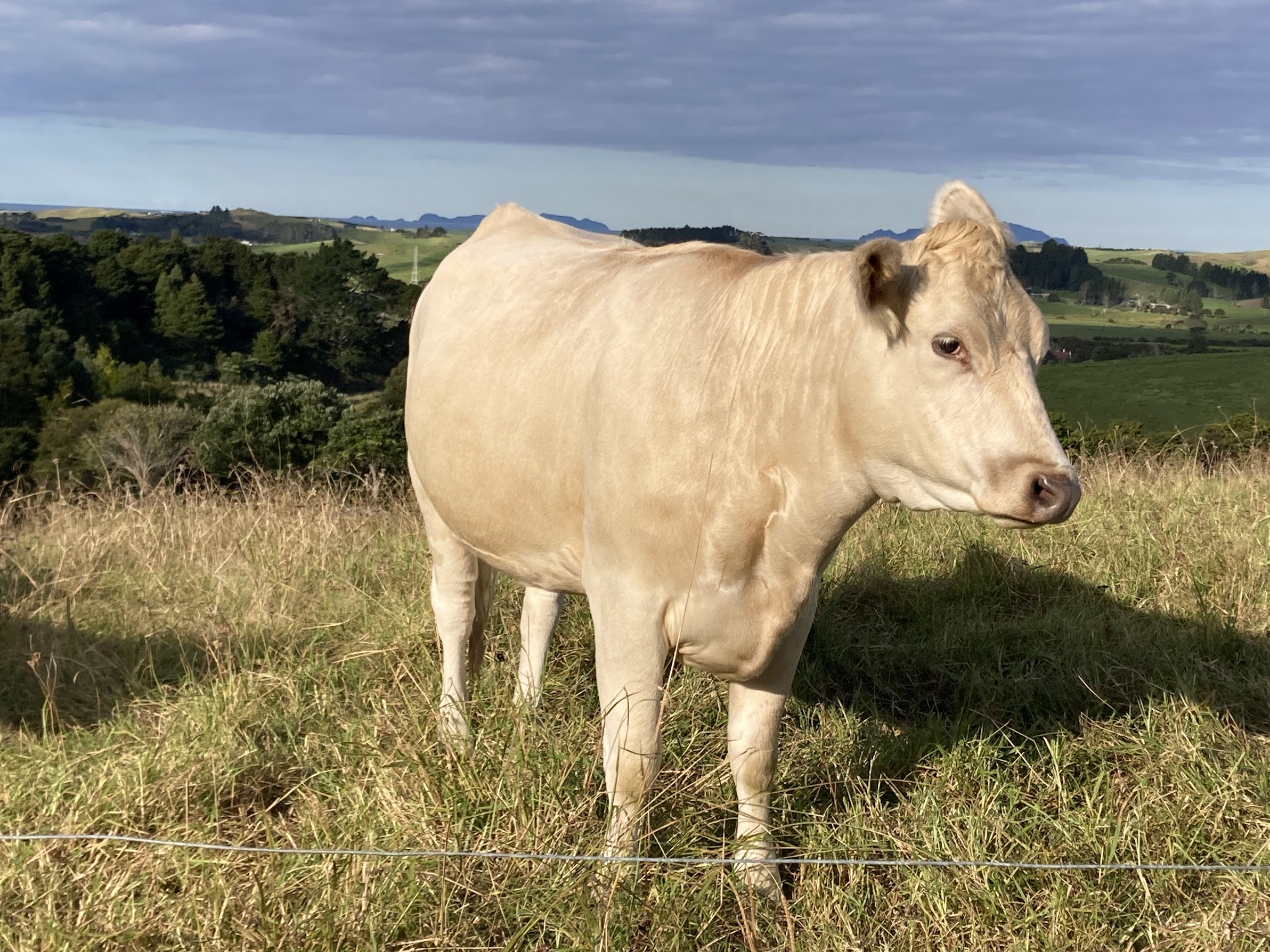 A cream cow on a hilltop