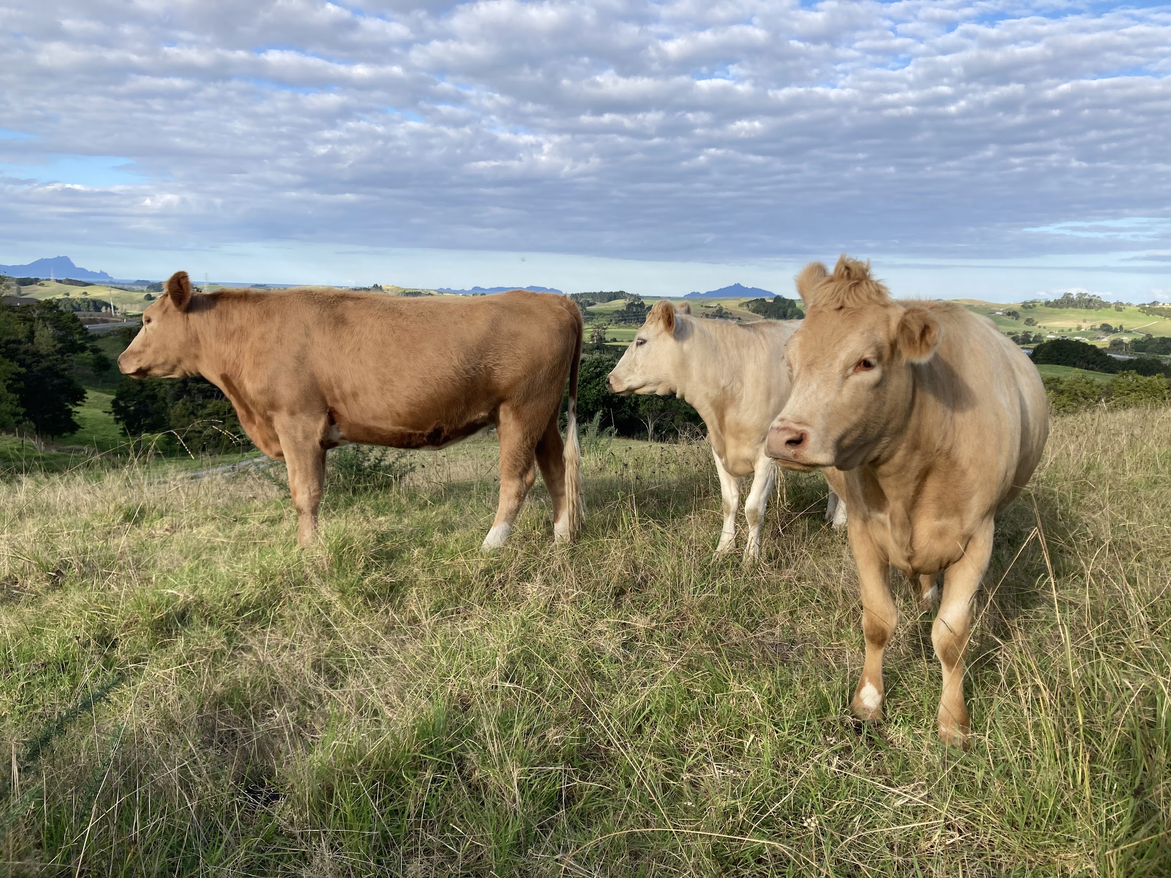 Cattle on a green hillside at golden hour