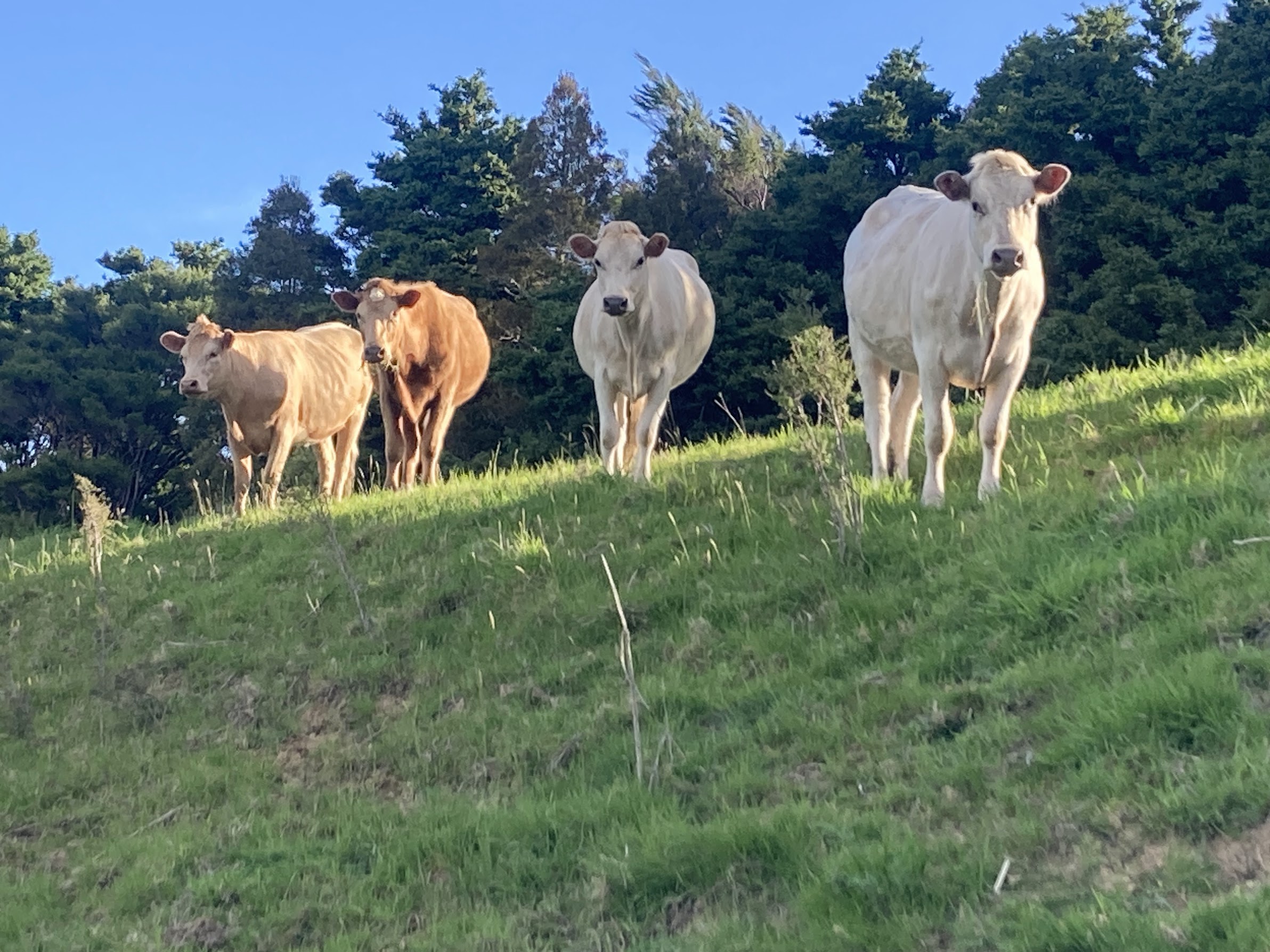 Cattle grazing beside a farm pond