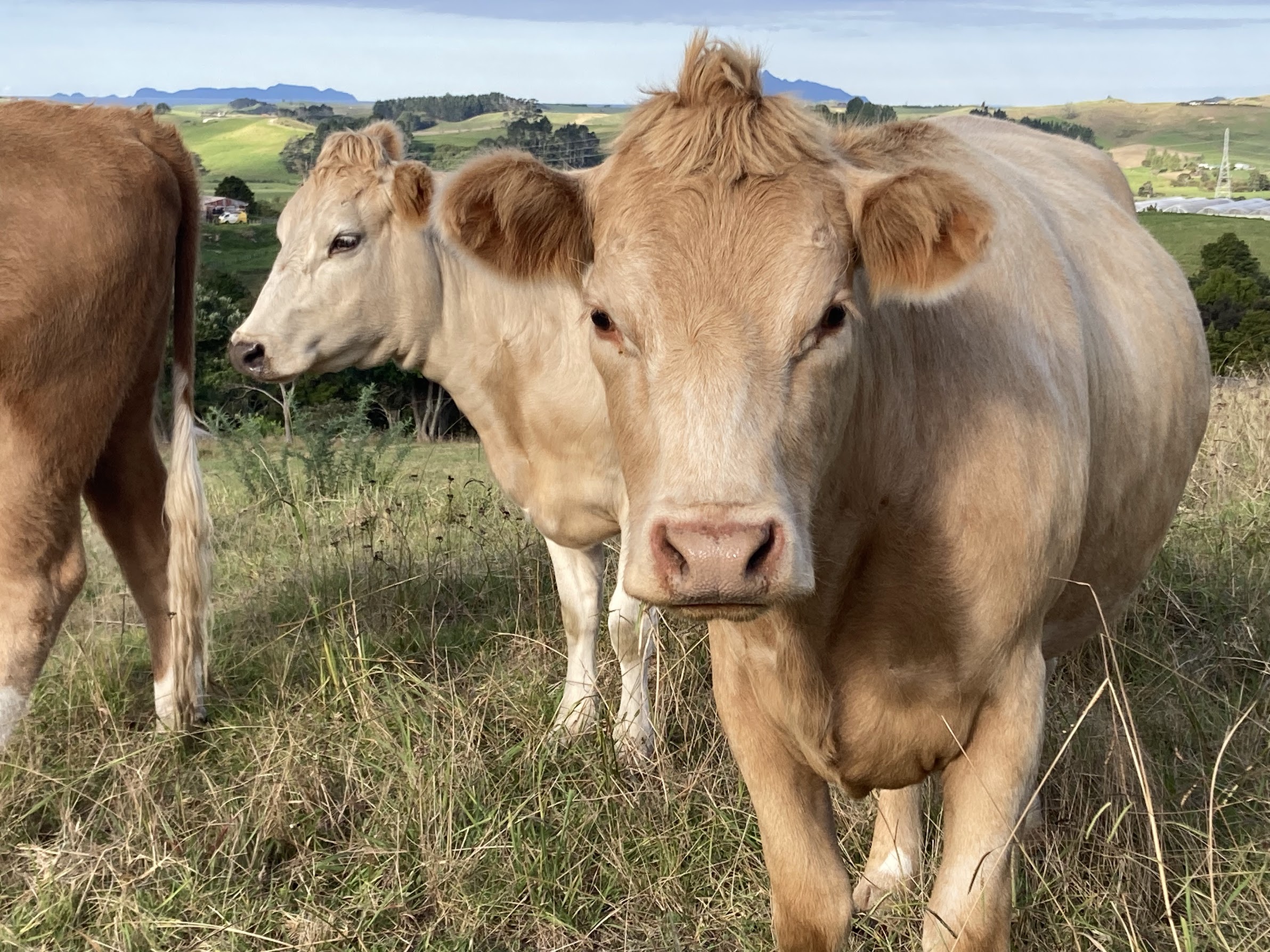 Cattle standing on a hilltop with a wide view of green Northland hills