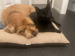 A dog and cat resting together