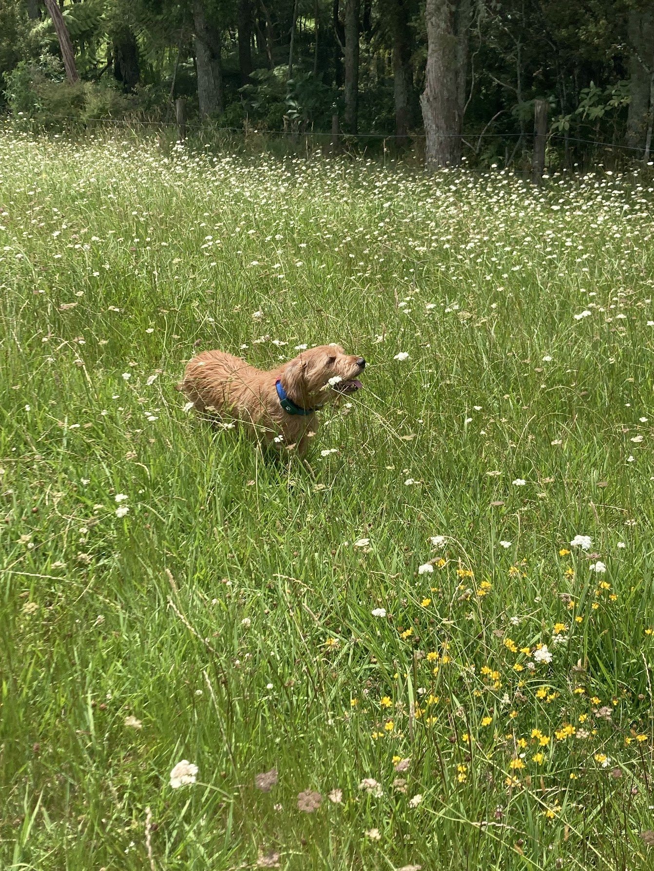 A terrier in a meadow of wildflowers