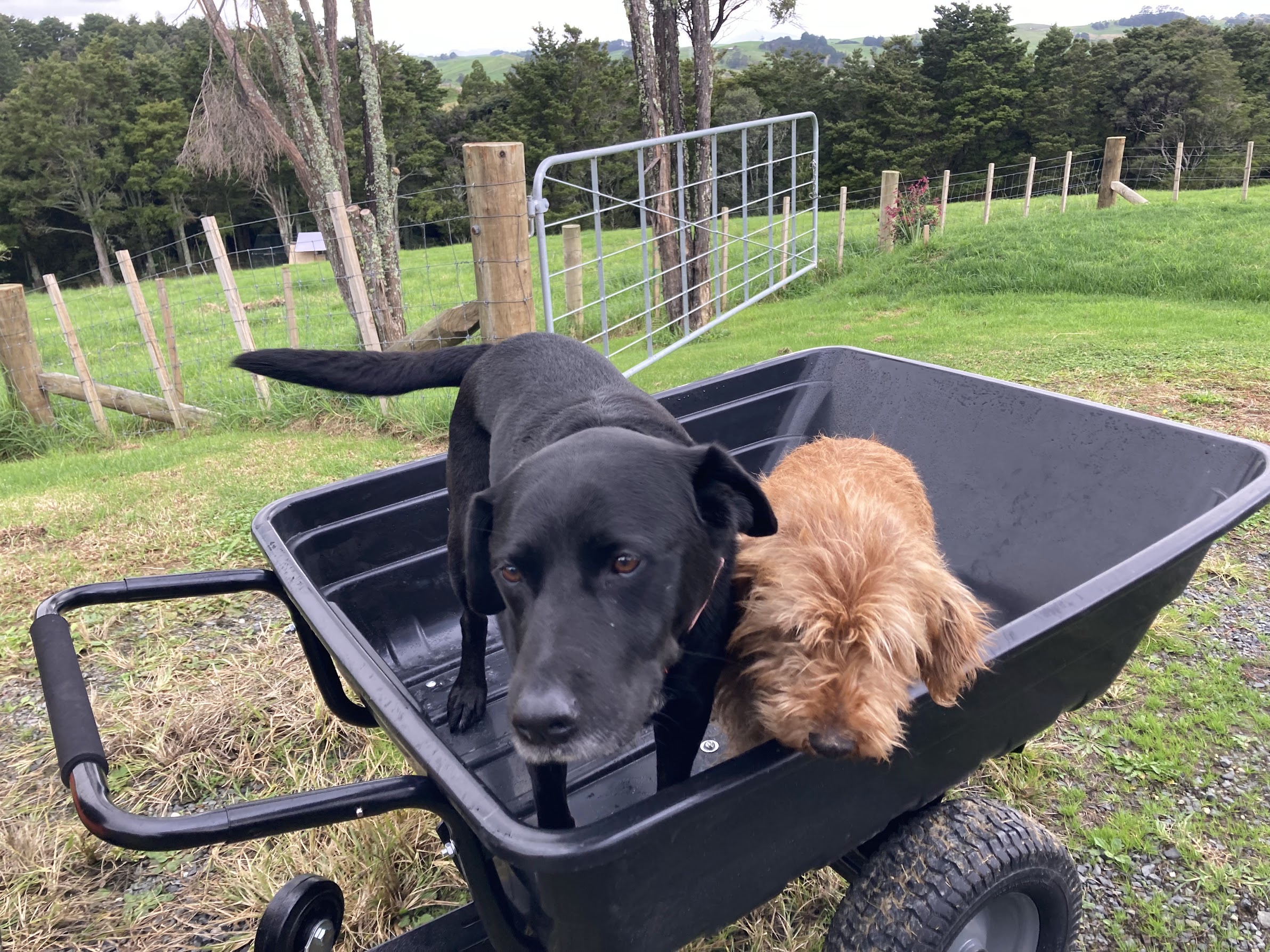 Two farm dogs riding in a wheelbarrow by a paddock gate