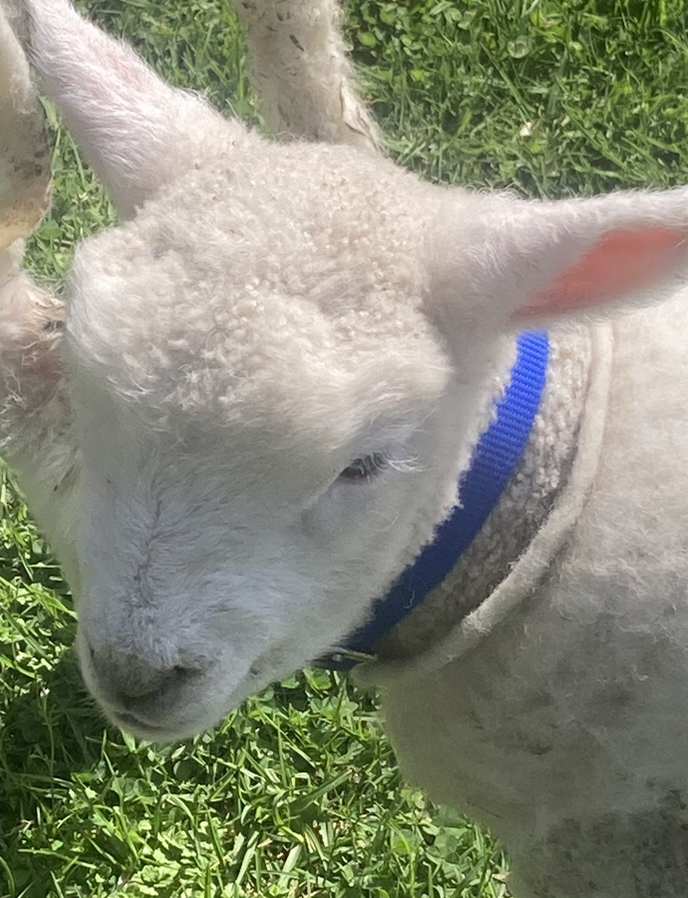 A lamb with a blue collar