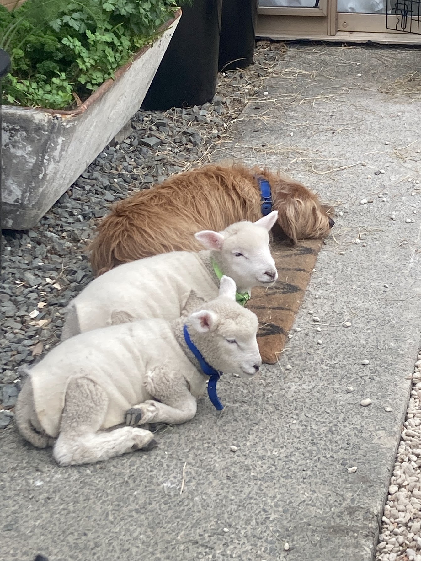 Two lambs asleep with a dog