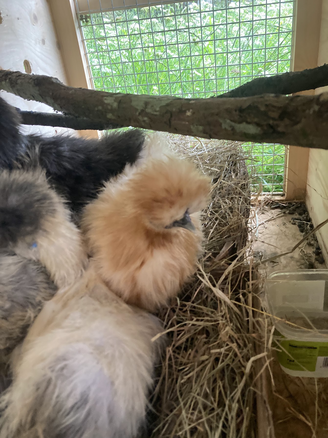 Fluffy silkie chickens